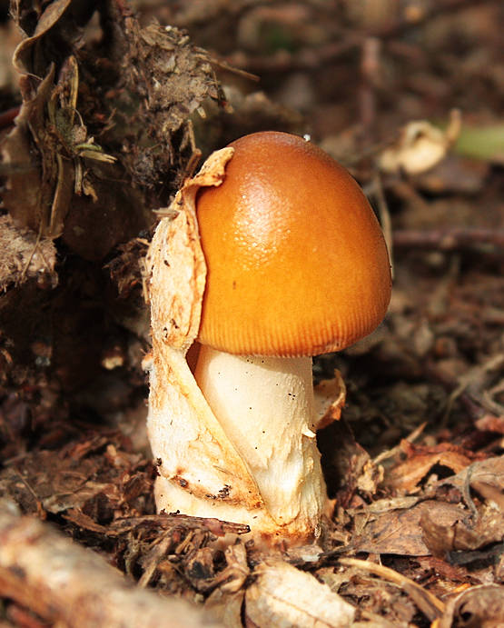 muchotrávka oranžová Amanita crocea (Quél.) Singer