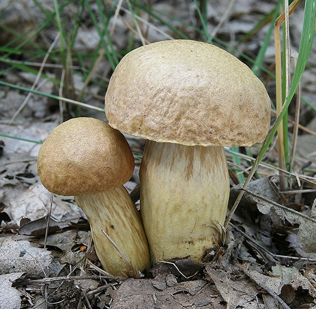 suchohríb moravský Aureoboletus moravicus (Vaček) Klofac