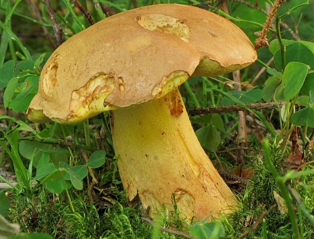 hríb horský Butyriboletus subappendiculatus (Dermek, Lazebn. & J. Veselský) D. Arora & J.L. Frank