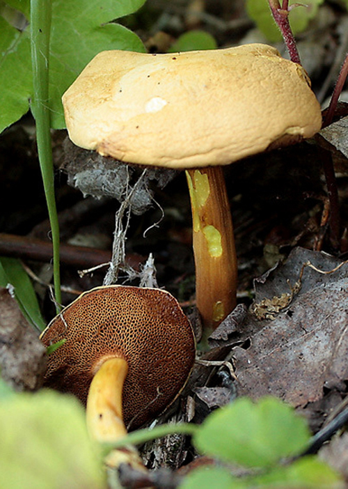 meďovec korenistý Chalciporus piperatus (Bull.) Bataille