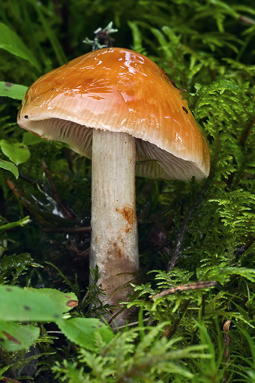 pavučinovec Cortinarius sp.