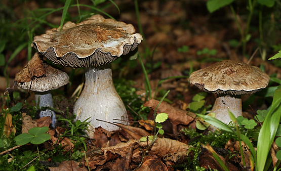 pavučinovec Cortinarius sp.