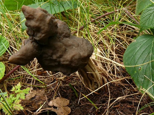 chřapáč jamkatý - Chriapač jamkatý Helvella lacunosa  Afzel.