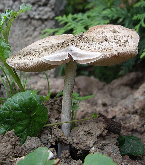 bedlica ružovolupeňová Leucoagaricus leucothites (Vittad.) Wasser