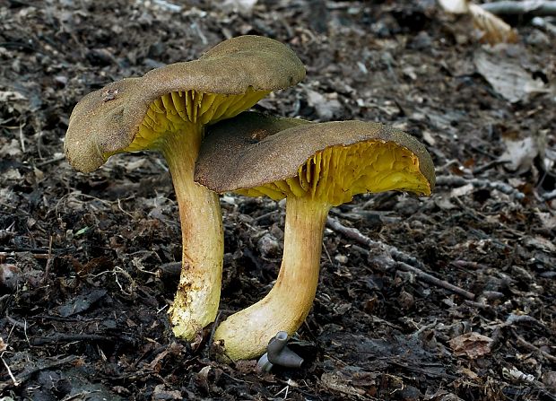 lupeňopórovec hnedožltý Phylloporus pelletieri (Lév.) Quél.