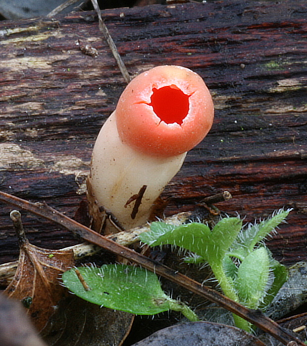 ohnivec Sarcoscypha sp.