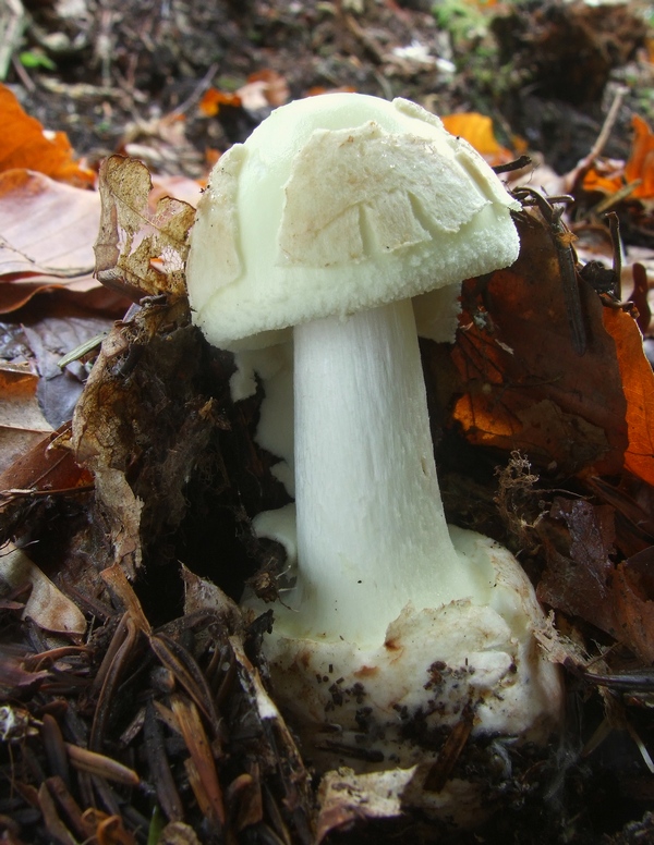 muchotrávka citrónovožltá Amanita citrina Pers.