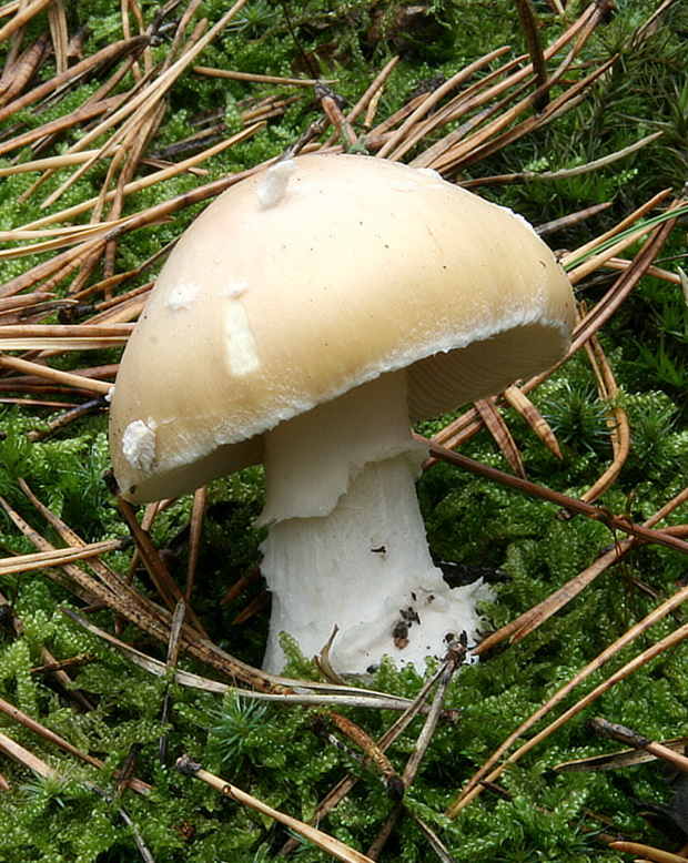 muchotrávka slamovožltá Amanita gemmata (Fr.) Bertill.