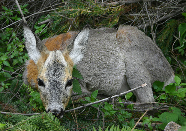 srnec hôrny - srna Capreolus capreolus