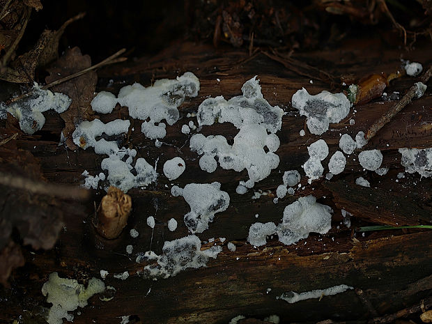 rohačka kríčkovitá v. pórovitá Ceratiomyxa fruticulosa var. porioides