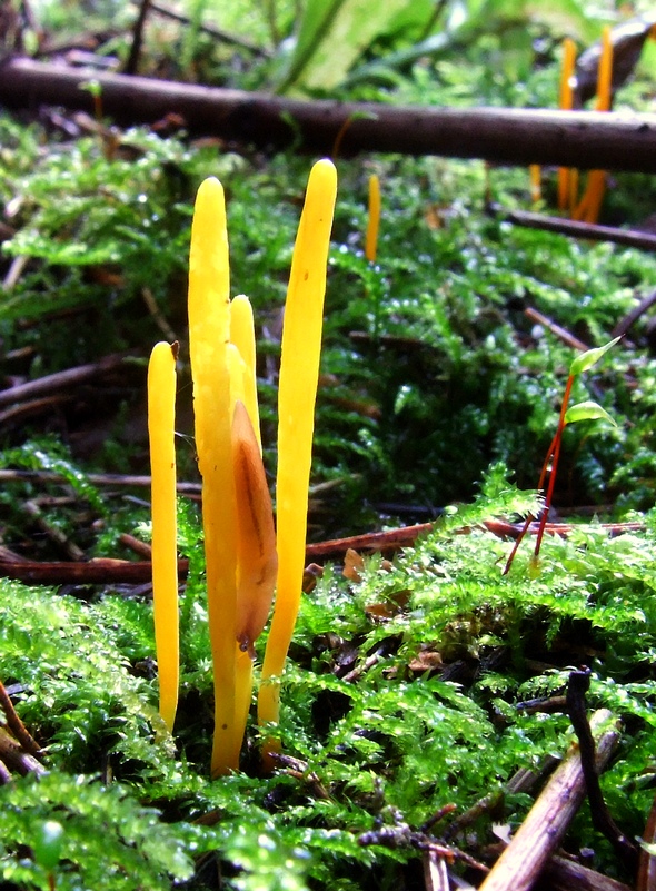 pakonárovka žltooranžová Clavulinopsis helvola (Pers.) Corner