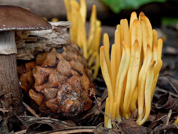 pakonárovka žltooranžová Clavulinopsis helvola (Pers.) Corner