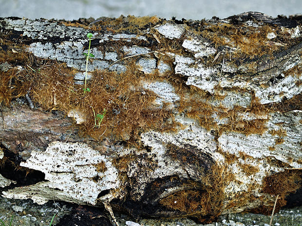 hnojník okrový Coprinellus domesticus (Bolton) Vilgalys, Hopple & Jacq. Johnson