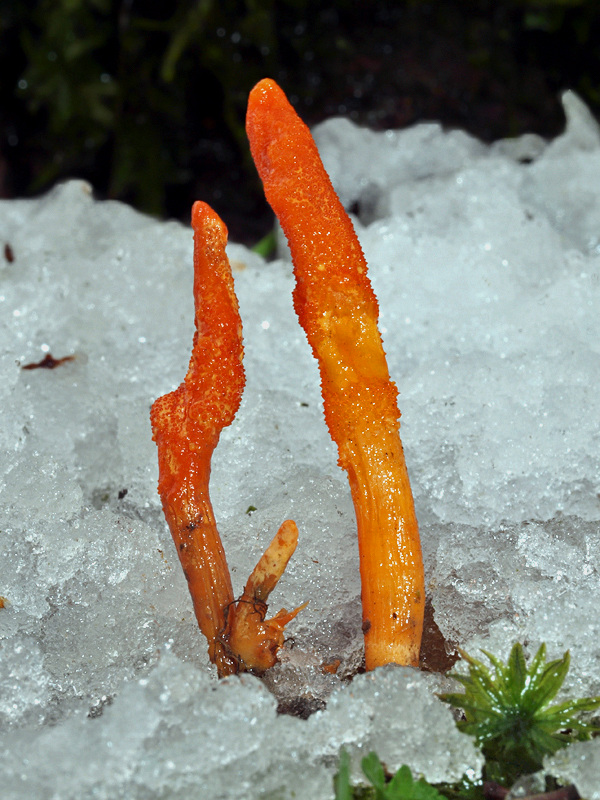 žezlovka hmyzová Cordyceps militaris (Fr.) Link