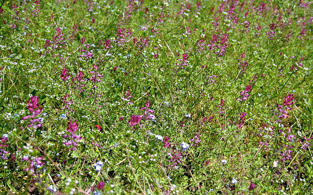 zemedym lekársky Fumaria officinalis L.