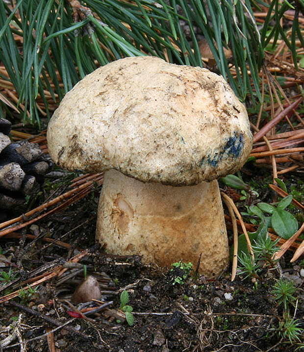 hríbnik modrejúci Gyroporus cyanescens (Bull.) Quél.