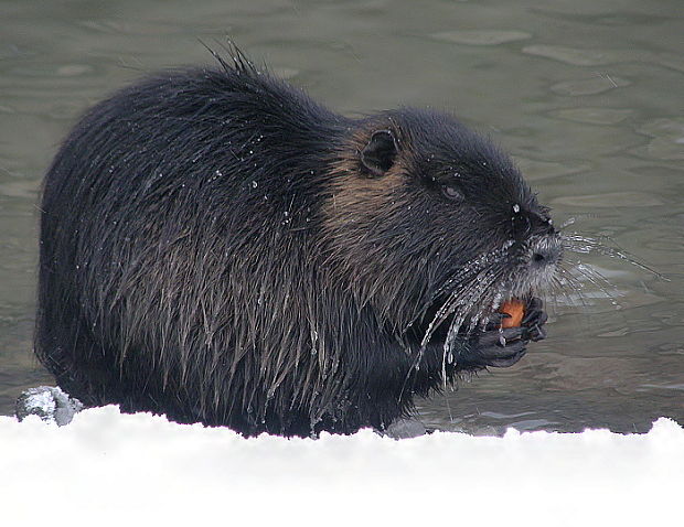 nutrie Myocastor coypus