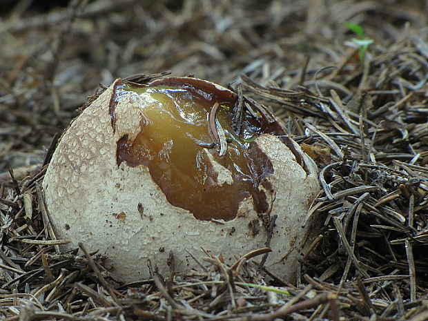 hadovka smradľavá Phallus impudicus L.