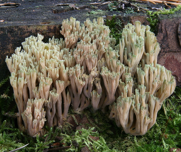 strapačka Ramaria apiculata (Fr.) Donk