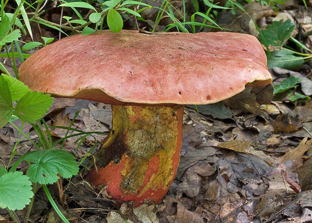 hríb Le Galovej Rubroboletus legaliae (Pilát & Dermek) Della Maggiora & Trassin.