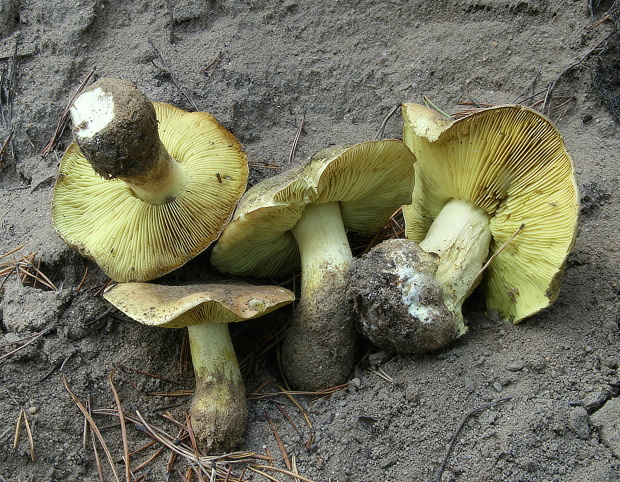 čírovka zelenkastá Tricholoma equestre (L.) P. Kumm.