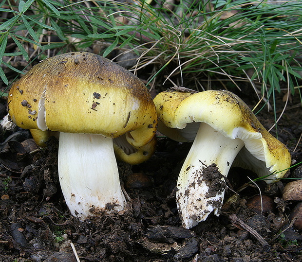 čírovka zelenohnedastá Tricholoma sejunctum (Sowerby) Quél.