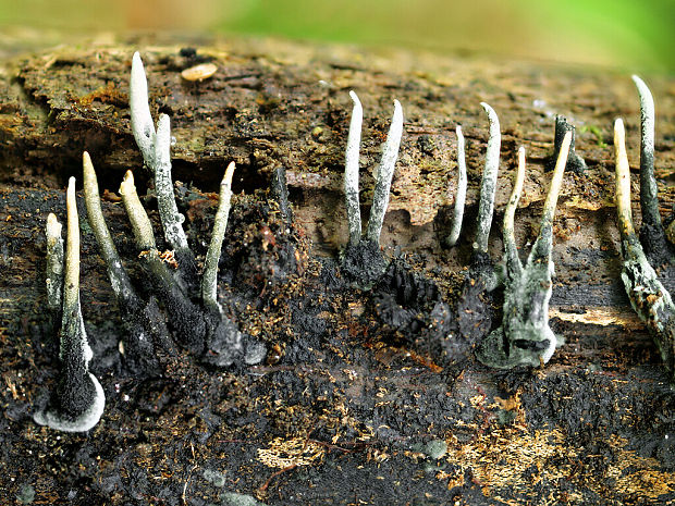 drevnatec štíhly Xylaria longipes Nitschke