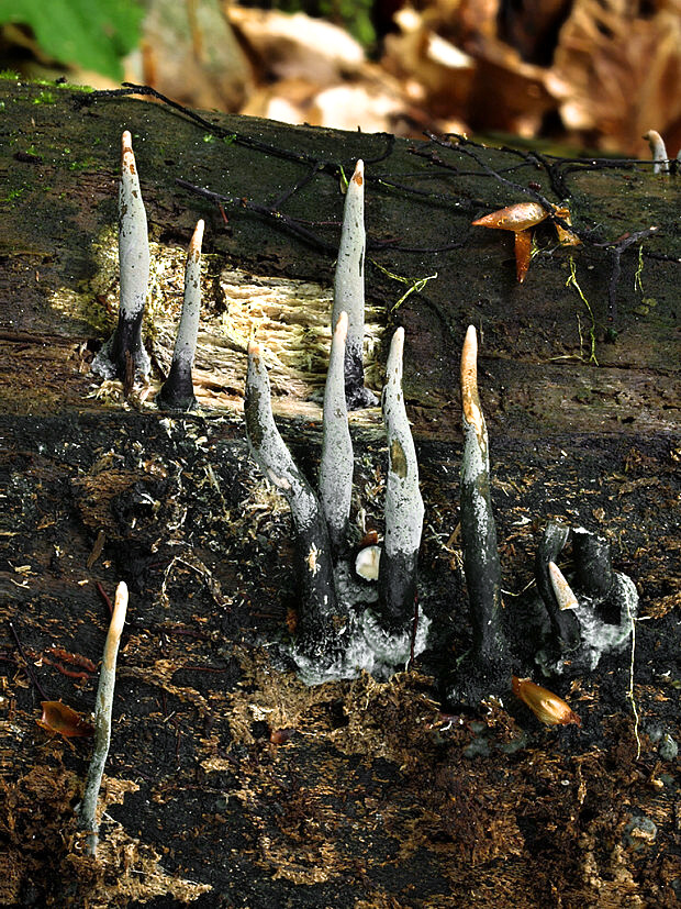 drevnatec štíhly Xylaria longipes Nitschke