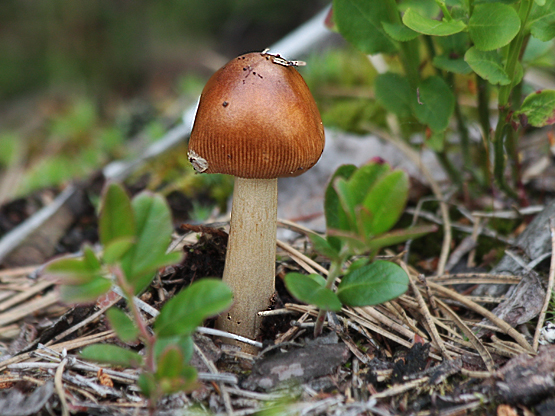 muchotrávka plavohnedá Amanita fulva Fr.