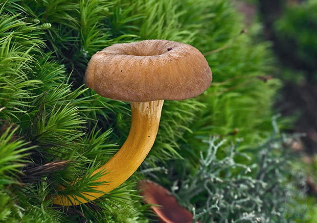 kuriatko žltohnedé Cantharellus lutescens Fr.