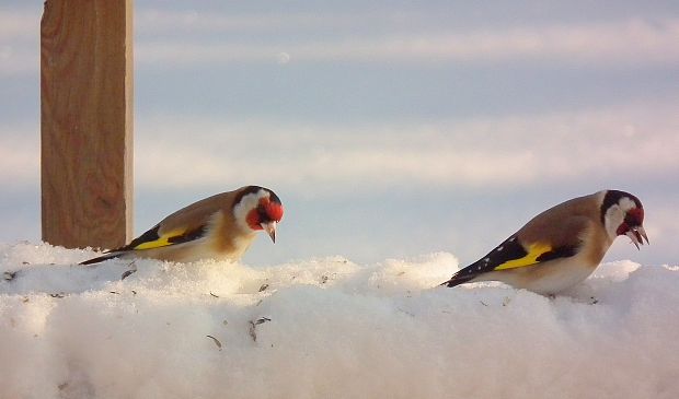 stehlík pestrý   Carduelis carduelis European Goldfinch
