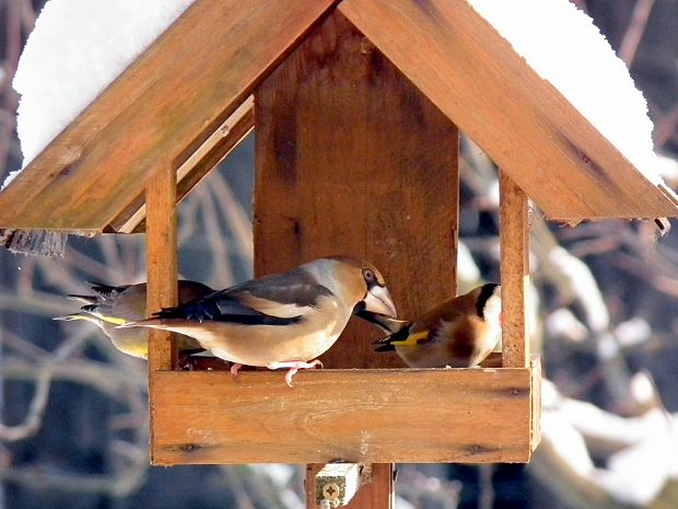 glezg hrubozobý   Coccothraustes coccothraustes Hawfinch