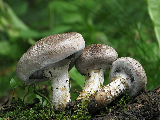 pavučinovec Cortinarius sp.