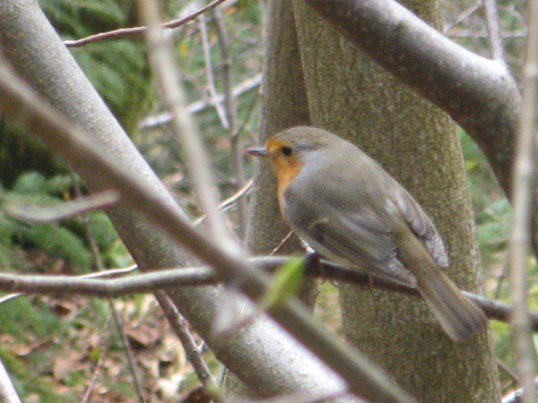 slávik červienka Erithacus rubecula