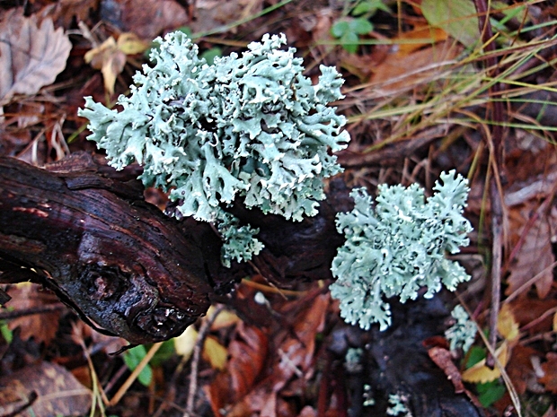 diskovka bublinatá Hypogymnia physodes (L.) Nyl.