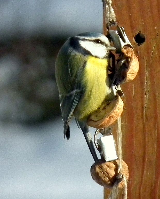 sýkorka belasá   Parus caeruleus European Blue Tit