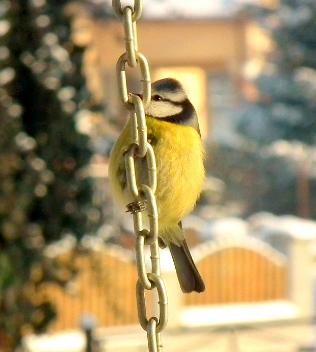 sýkorka belasá   Parus caeruleus European Blue Tit