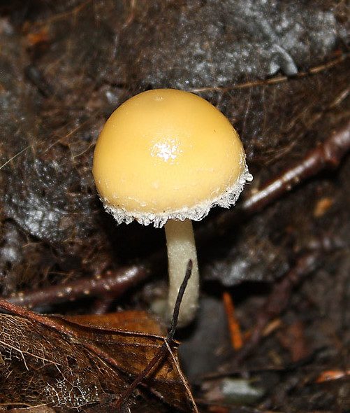 drobuľka Candolleova Psathyrella candolleana (Fr.) Maire