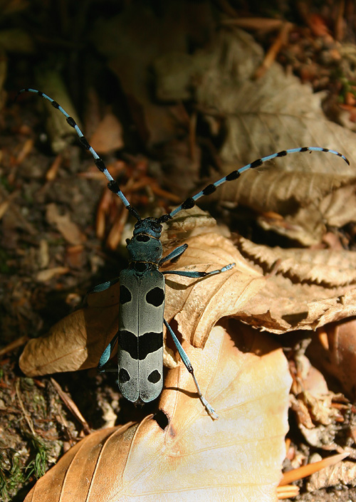 fuzáč alpský Rosalia alpina