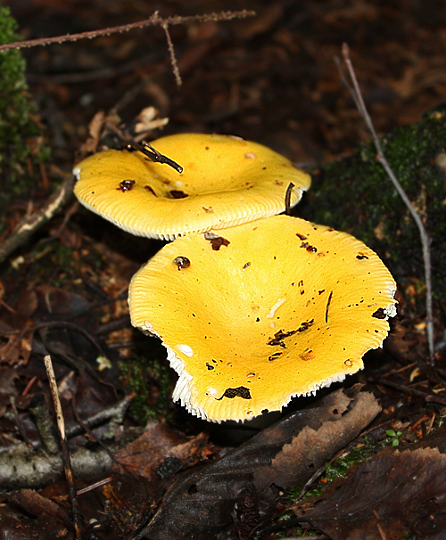 plávka chrómovožltá Russula claroflava Grove