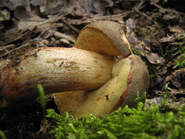 suchohríb Xerocomus sp.