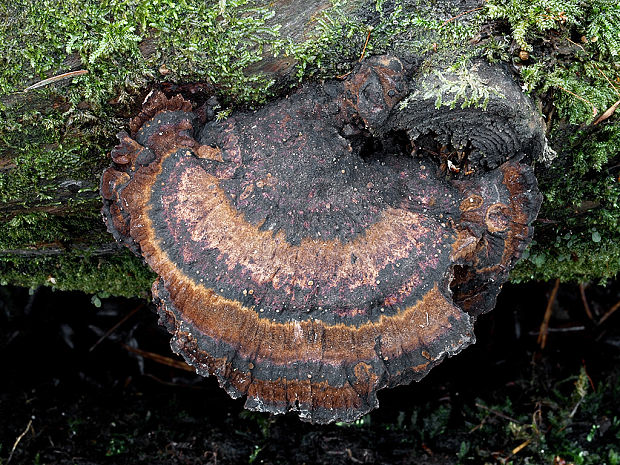 láziochlena obyčajná Ischnoderma benzoinum (Wahlenb.) P. Karst.