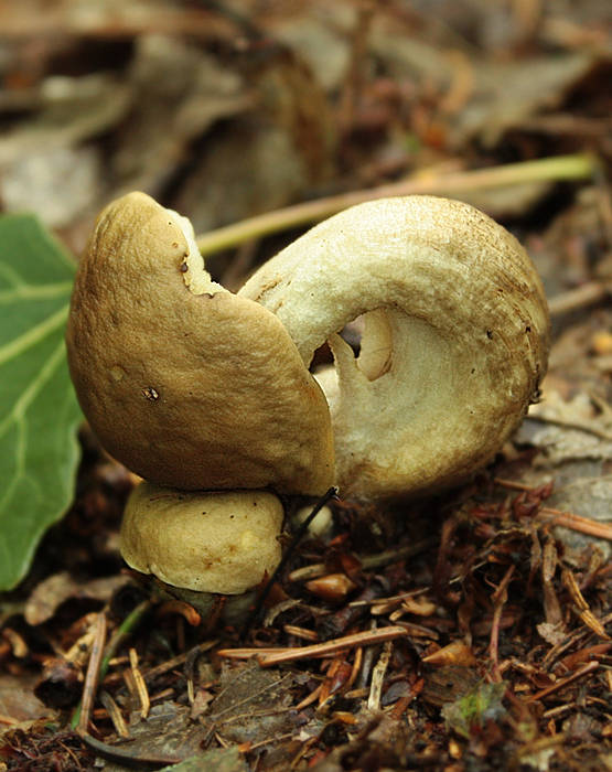 kozák hrabový Leccinum pseudoscabrum (Kallenb.) Šutara