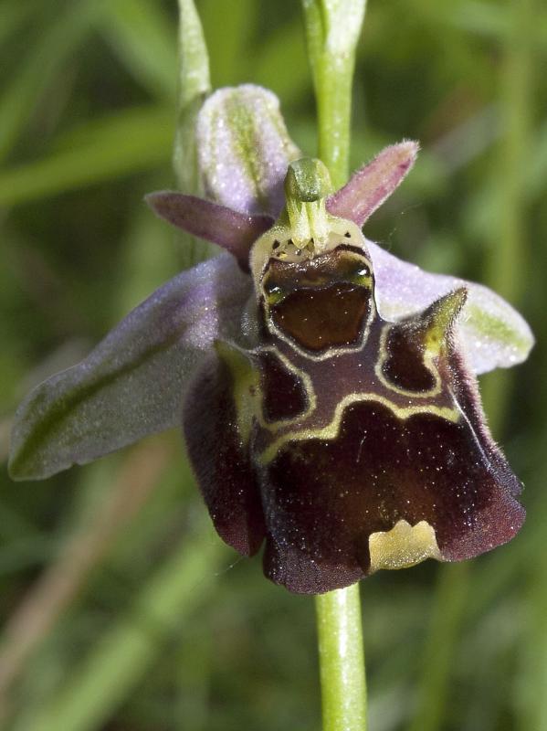 hmyzovník holubyho Ophrys holubyana András.