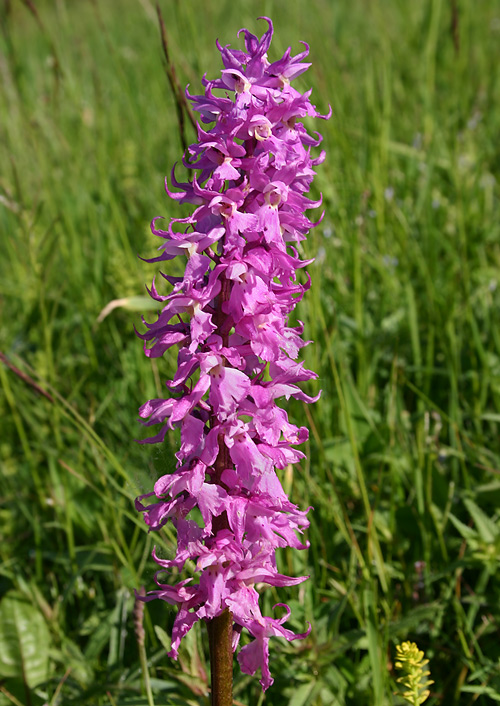 vstavač mužský poznačený Orchis mascula subsp. signifera (Vest) Soó