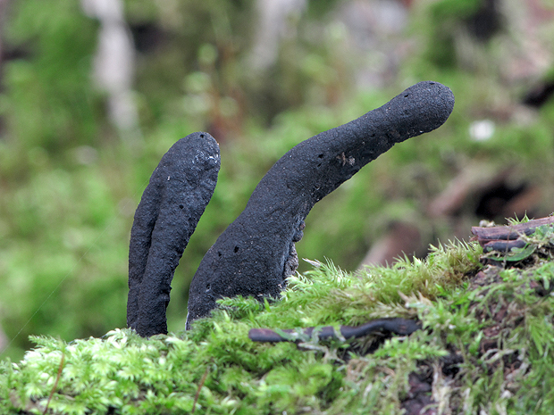 drevnatec kyjakovitý Xylaria polymorpha (Pers.) Grev.