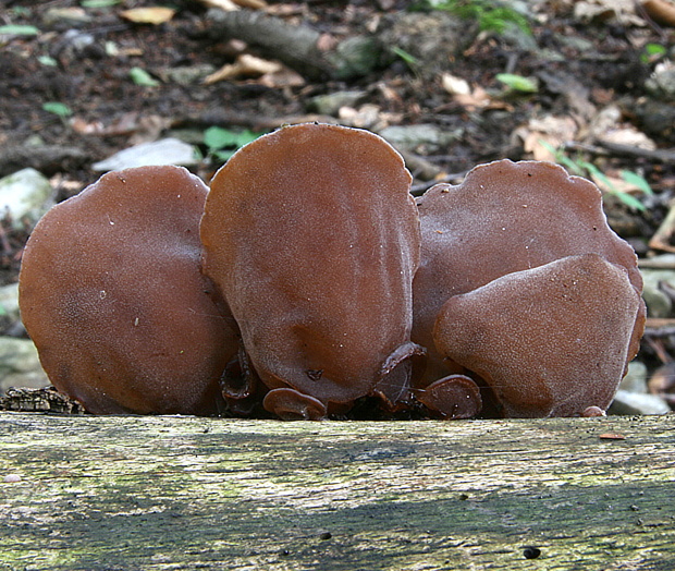 uchovec bazový Auricularia auricula-judae (Bull.) Quél.