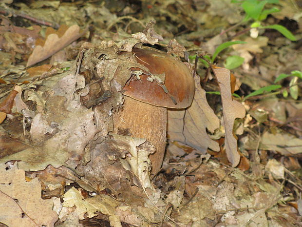 hríb dubový Boletus reticulatus Schaeff.