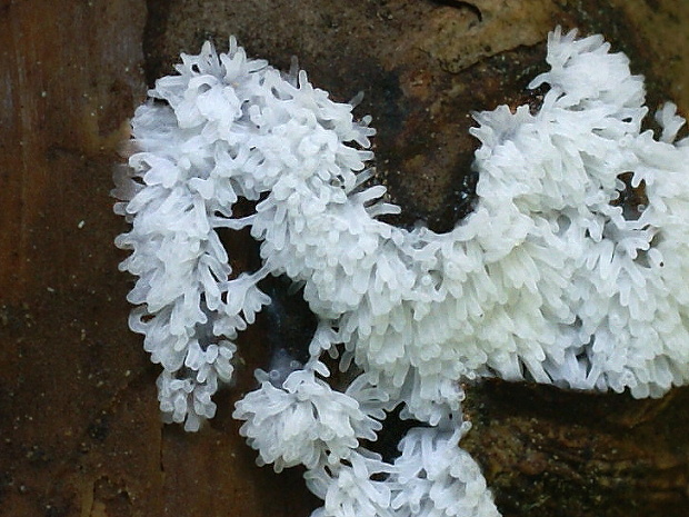 rohačka kríčkovitá Ceratiomyxa fruticulosa var. fruticulosa (O.F. Müll.) T. Macbr