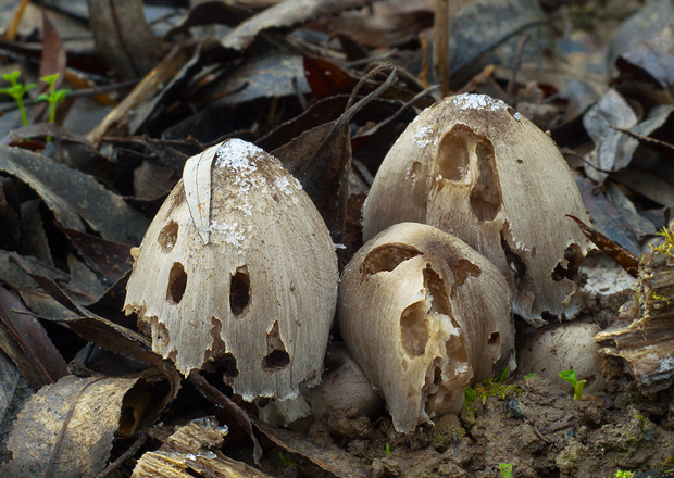 hnojník Romagnesiho Coprinopsis romagnesiana (Singer) Redhead, Vilgalys & Moncalvo